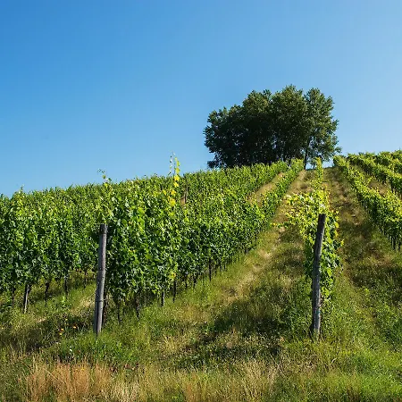 Relais Sassa Al Sole Rezort San Miniato